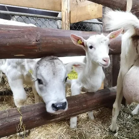 Apartment Mountain *