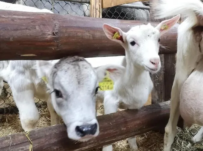 Apartment Mountain *