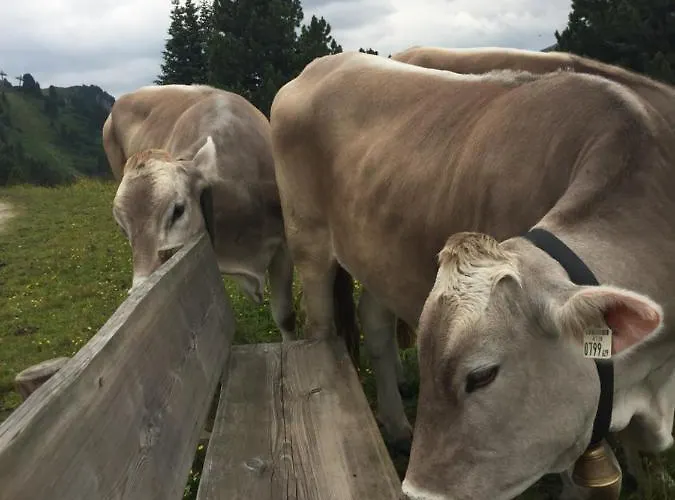 Apartment Mountain Tux